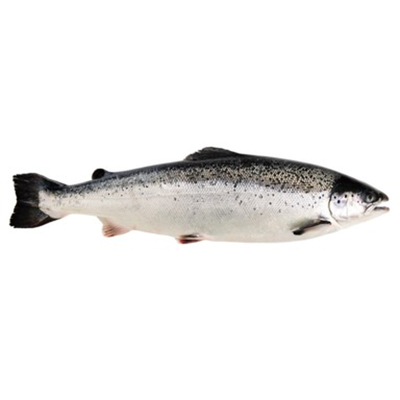 Lõhe Salmo Salar ca 2-3kg roogitud kg (jahut., Norra)