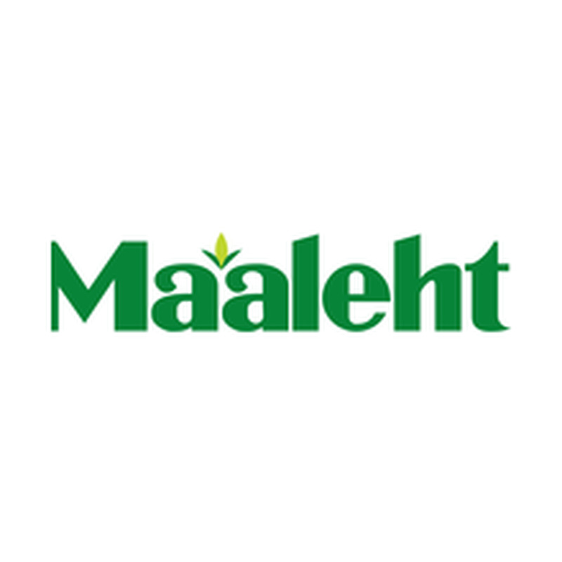 Maaleht